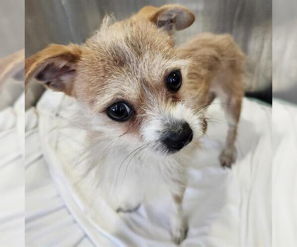 Medium Photo #1 Mutt Puppy For Sale in San Antonio, TX, USA