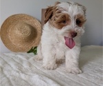 Small #10 Poovanese