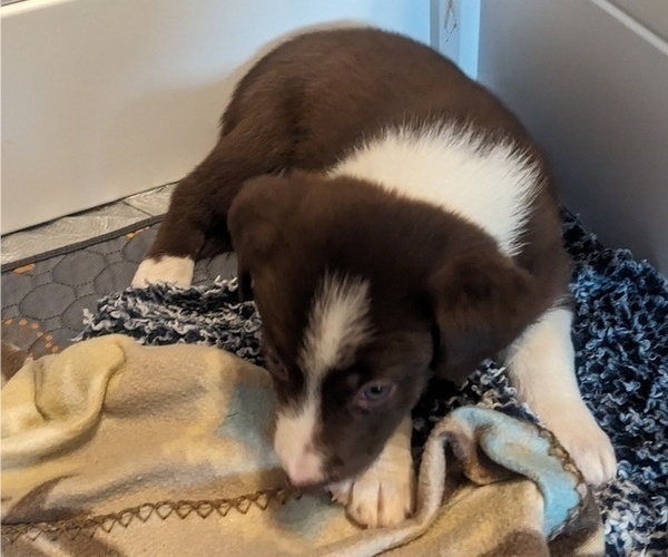 Medium Photo #47 Border Collie Puppy For Sale in HARRISON, ID, USA