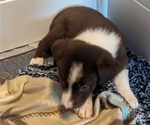 Small Photo #47 Border Collie Puppy For Sale in HARRISON, ID, USA