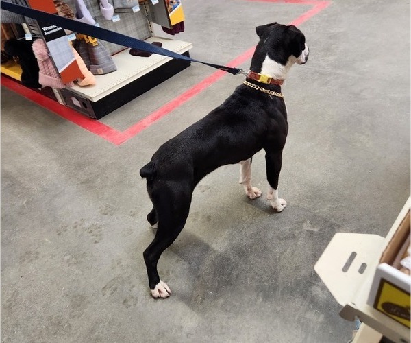 Medium Photo #13 Boxer Puppy For Sale in STAFFORD SPRINGS, CT, USA