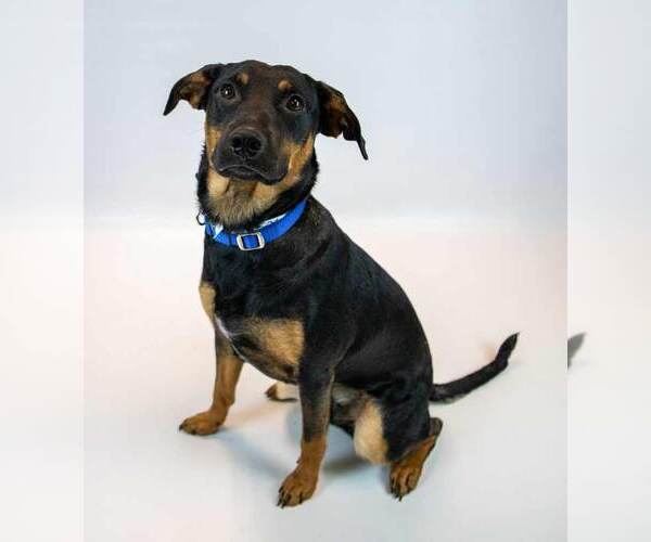 Medium Photo #6 Mutt Puppy For Sale in Kennesaw, GA, USA