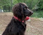 Small Photo #2 Boykin Spaniel Puppy For Sale in BAMBERG, SC, USA