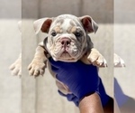 Small Photo #3 English Bulldog Puppy For Sale in JACKSONVILLE, FL, USA