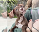 Small #3 American Pit Bull Terrier Mix