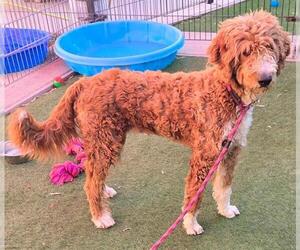 Goldendoodle Dogs for adoption in Sacramento, CA, USA