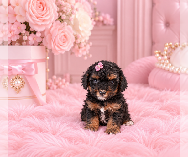 Medium Photo #10 Poodle (Miniature) Puppy For Sale in MIAMI, FL, USA