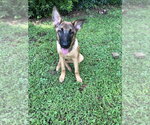 Small #7 German Shepherd Dog Mix