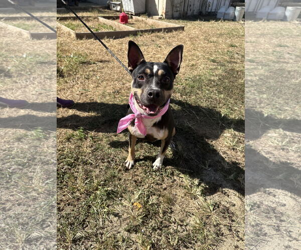 Medium Photo #1 Mutt Puppy For Sale in Jackson, MS, USA