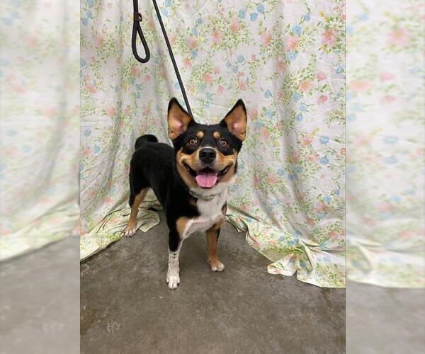 Medium Photo #1 Mutt Puppy For Sale in Rosenberg, TX, USA