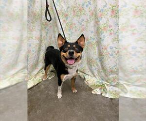 Mutt Dogs for adoption in Rosenberg, TX, USA