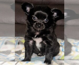 Jatzu Puppy for sale in SALEM, OR, USA