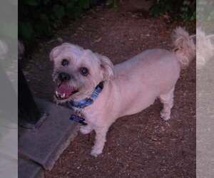 Chyna - Female Maltipoo (Miniature) Dog for Adoption - Photo #4
