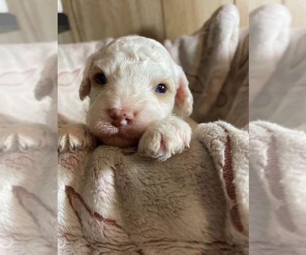 Medium Photo #2 Cavapoo Puppy For Sale in LAFAYETTE, TN, USA