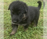Small Photo #5 German Shepherd Dog Puppy For Sale in NEEDVILLE, TX, USA