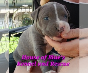 American Pit Bull Terrier Puppy for sale in DELAWARE, OH, USA