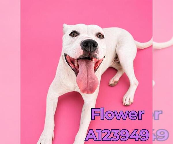 Medium Photo #3 Mutt Puppy For Sale in HESPERIA, CA, USA