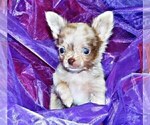 Puppy Mojo Chihuahua