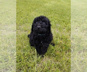 Goldendoodle Dogs for adoption in St. Louis Park, MN, USA