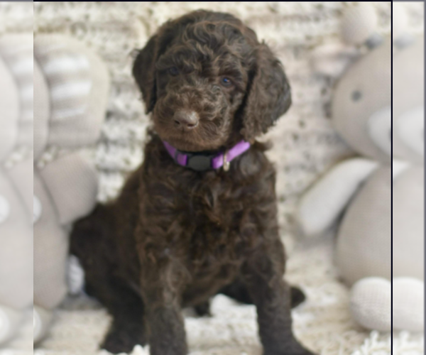 Medium Photo #1 Labradoodle mix (+ Poodle Standard) Puppy For Sale in CHULA VISTA, CA, USA