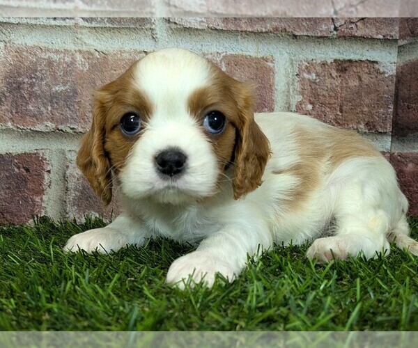 Medium Photo #5 Cavalier King Charles Spaniel Puppy For Sale in MOBERLY, MO, USA
