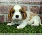 Small #4 Cavalier King Charles Spaniel