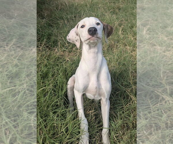 Medium Photo #6 Mutt Puppy For Sale in Boston, MA, USA