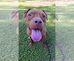Small American Pit Bull Terrier Mix