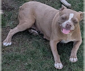 French Bulldog-Unknown Mix Dogs for adoption in San Bernardino, CA, USA