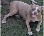 Small French Bulldog Mix