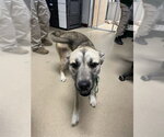 Small Shepradors
