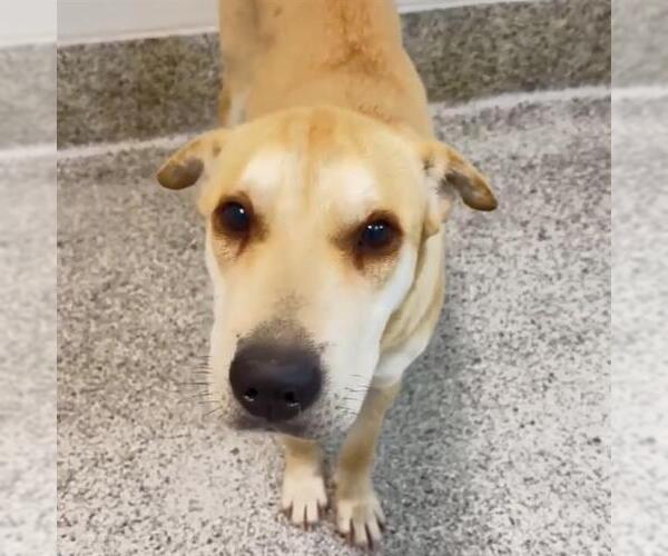 Medium Photo #2 German Shepherd Dog-Unknown Mix Puppy For Sale in Houston, TX, USA