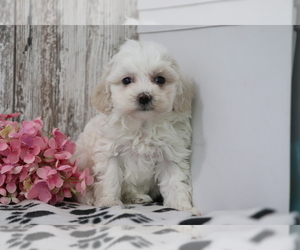 Maltipoo Puppy for sale in SHILOH, OH, USA