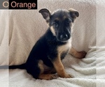Small Photo #9 German Shepherd Dog Puppy For Sale in PITTSBORO, IN, USA