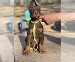 Small Photo #2 Doberman Pinscher Puppy For Sale in BARNETT, MO, USA