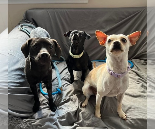 Medium Photo #4 Dachshund-Unknown Mix Puppy For Sale in Rockaway, NJ, USA