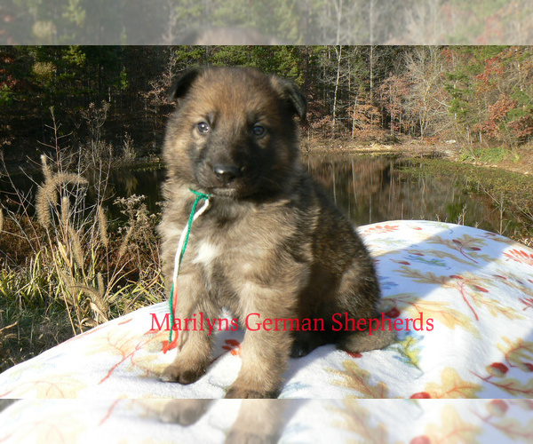 Medium Photo #2 German Shepherd Dog Puppy For Sale in PIEDMONT, MO, USA