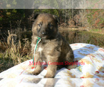 Small #1 German Shepherd Dog