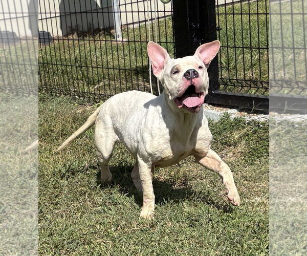 Medium Photo #3 American Pit Bull Terrier-Unknown Mix Puppy For Sale in Virginia Beach, VA, USA