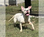 Small #2 American Pit Bull Terrier Mix