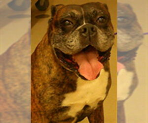 Boxer Dogs for adoption in Sanford, FL, USA