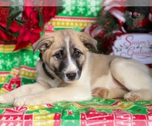 American Eskimo Dog-German Shepherd Dog Mix Puppy for sale in LANCASTER, PA, USA