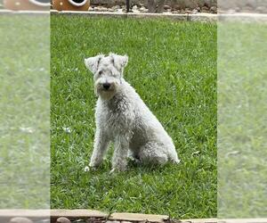 Mutt Dogs for adoption in San Antonio, TX, USA
