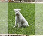 Small Mutt