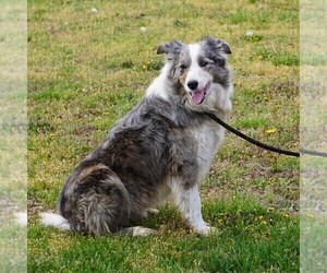 Border Collie Puppy for sale in DOUGLASS, KS, USA