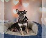Small Photo #1 French Bulldog Puppy For Sale in BALTIC, OH, USA