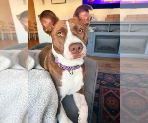 Medium Photo #1 Collie-Unknown Mix Puppy For Sale in Mount Laurel, NJ, USA