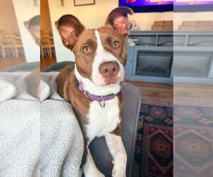 Collie-Unknown Mix Dogs for adoption in Mount Laurel, NJ, USA