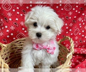 Maltese Puppy for sale in JONESTOWN, TX, USA