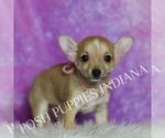 Small Photo #10 Chihuahua Puppy For Sale in WARSAW, IN, USA